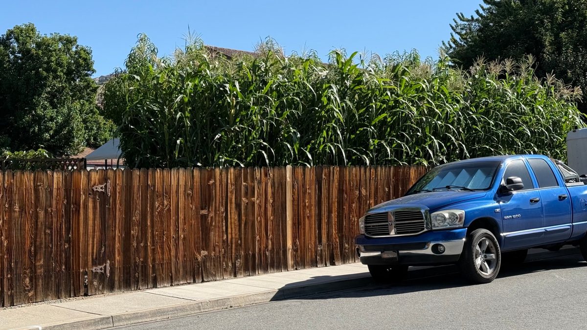 Corn growing twelve feet tall above a six foot wooden fence